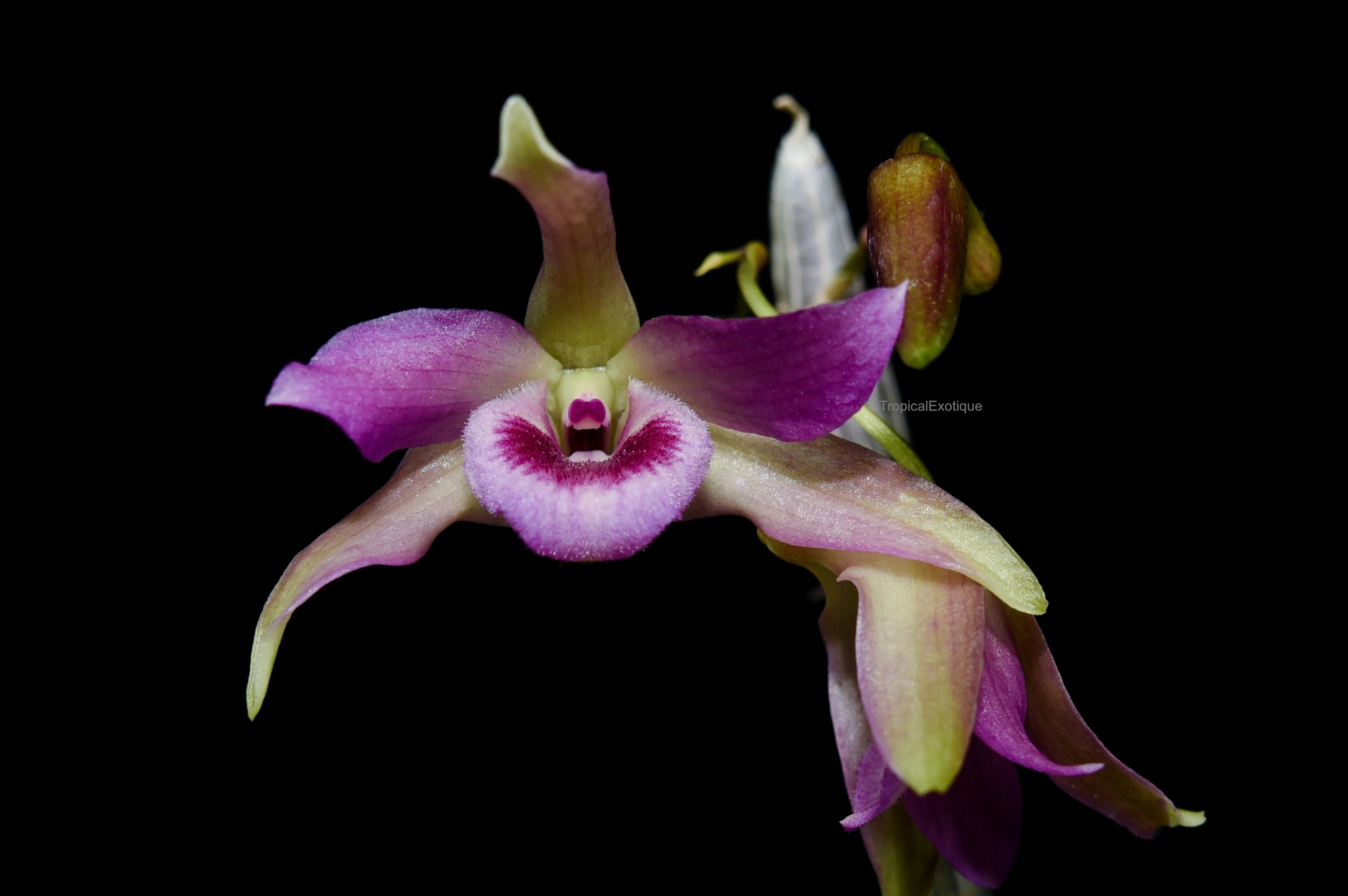 Orchids: Dendrobium — Our Plants — TropicalExotique